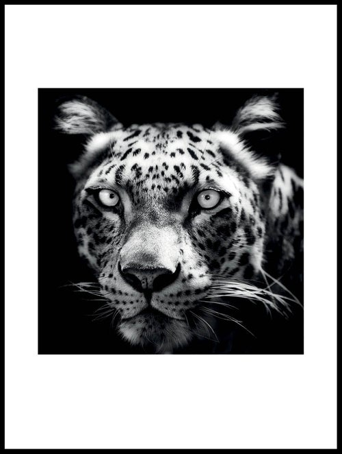 persisk-leopard_30x40_WEBB.jpg