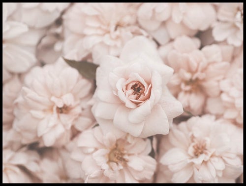 rosa-blommor_30x40_WEBB.jpg
