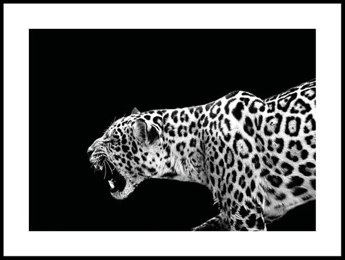 leopard_30x40_WEBB.jpg