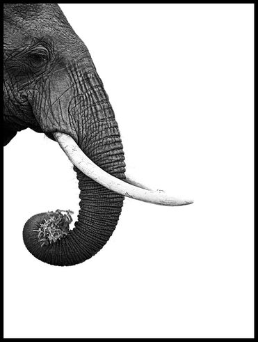profil-av-elefant_30x40_WEBB.jpg