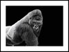 P655010_vuxen-gorilla_30x40.jpg