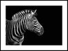 P655026_zebra-i-svart-och-vitt_30_40_WEBB.jpg