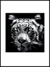persisk-leopard_30x40_WEBB.jpg
