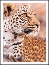 leopard-i-profil_30x40_WEBB.jpg