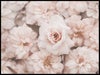 rosa-blommor_30x40_WEBB.jpg