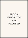 P765010218_Bloom_Where_You_Are_Planted_30x40_WEBB.jpg