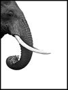 profil-av-elefant_30x40_WEBB.jpg