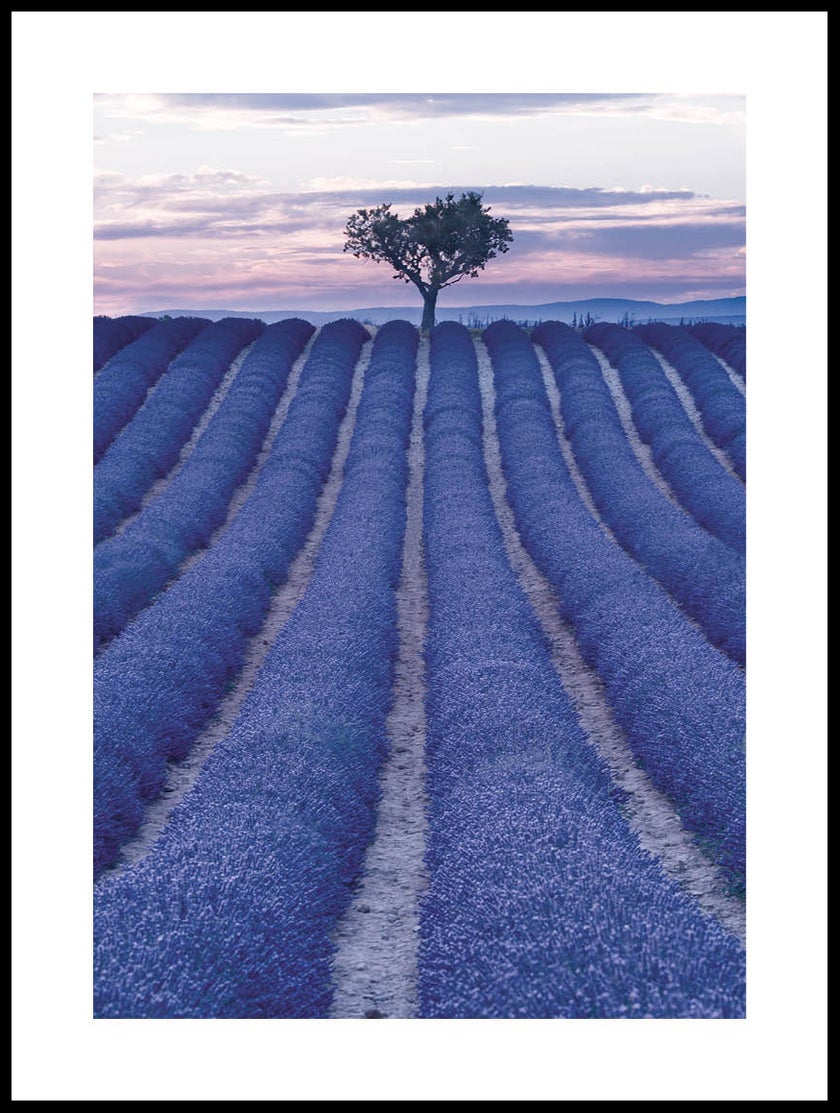 Fields of Lavender